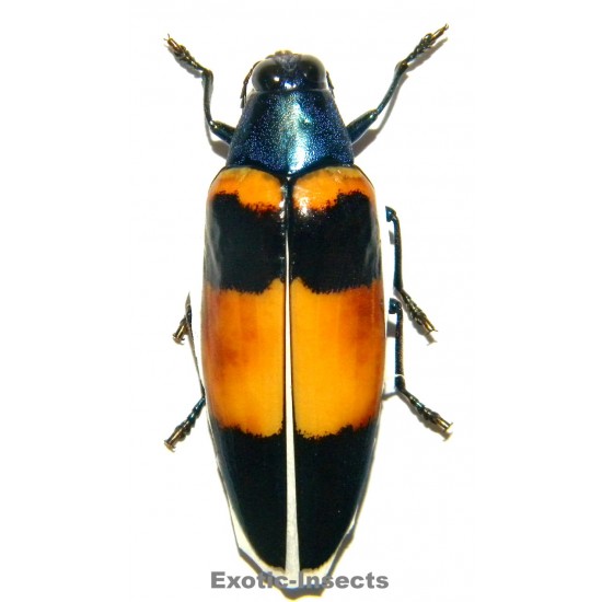 Chrysochroa miribella...