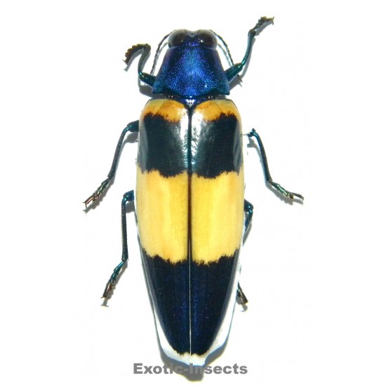 Chrysochroa miribella...