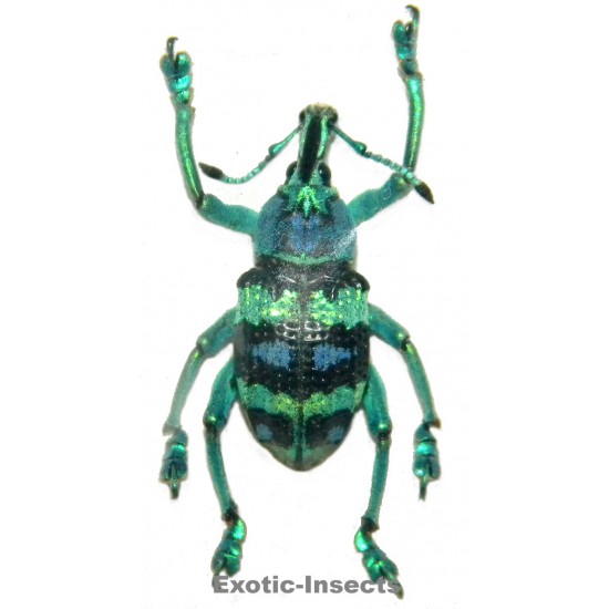 Eupholus mimikanus