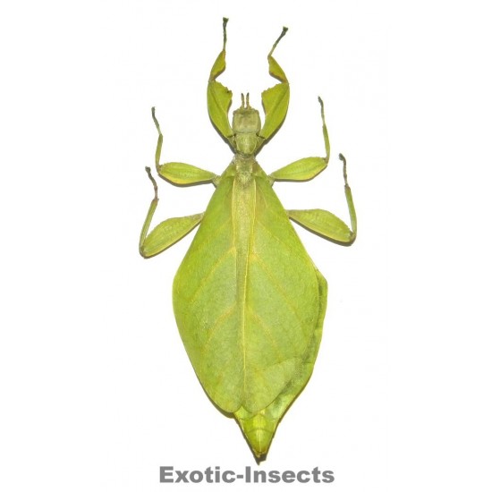 Phyllium jacobsoni