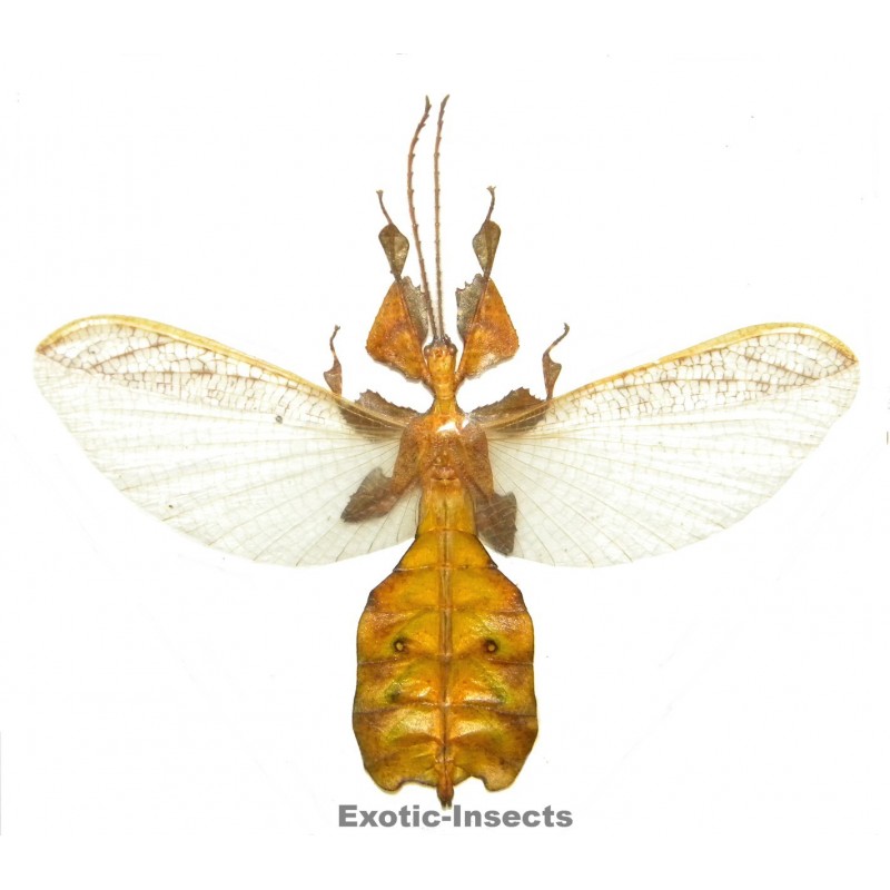 Phyllium pulchrifolium YELLOW FORM/OPEN WINGS