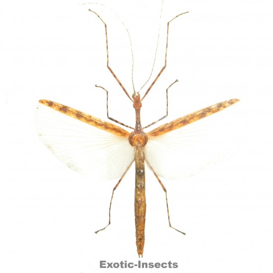 Necroscia punctata  ORANGE...
