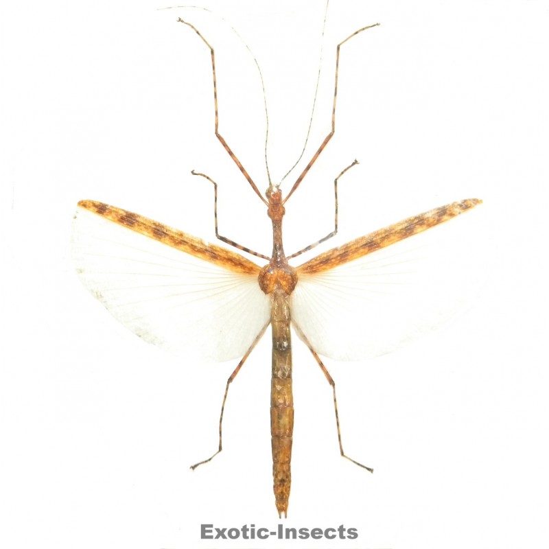 Necroscia punctata  ORANGE FORM