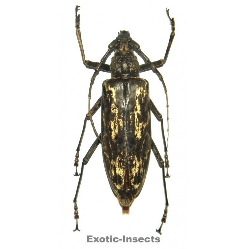 Neocerambyx gigas (75-79mm)