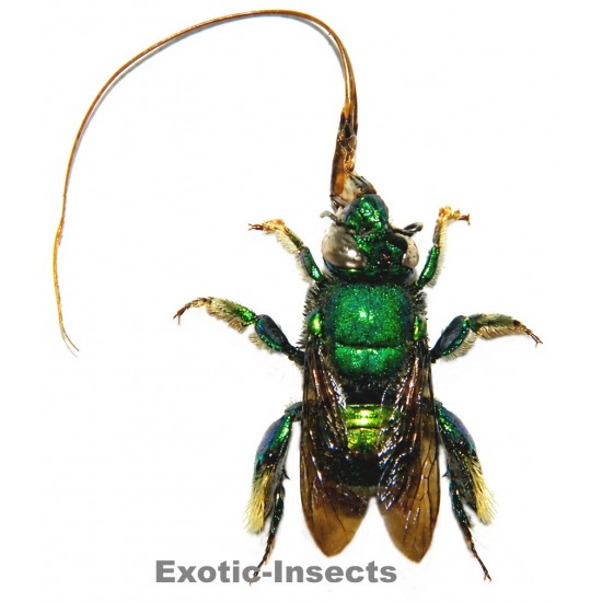 Euglossa sp.02