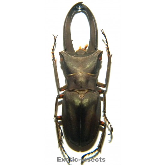 Cyclommatus eximius (41mm)...