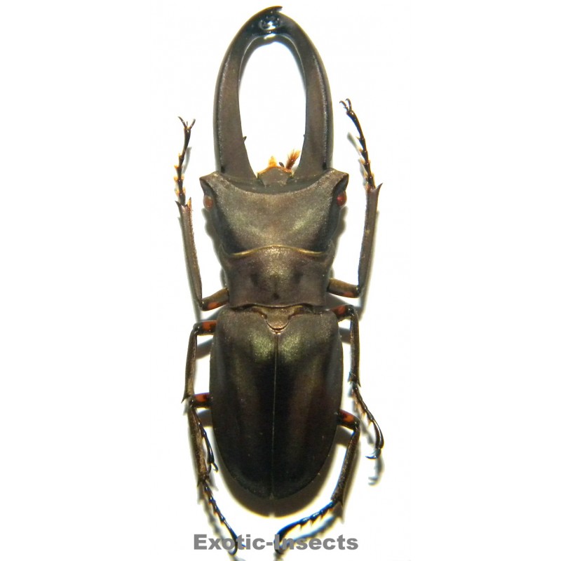 Cyclommatus eximius (41mm)  SPECIMEN 06