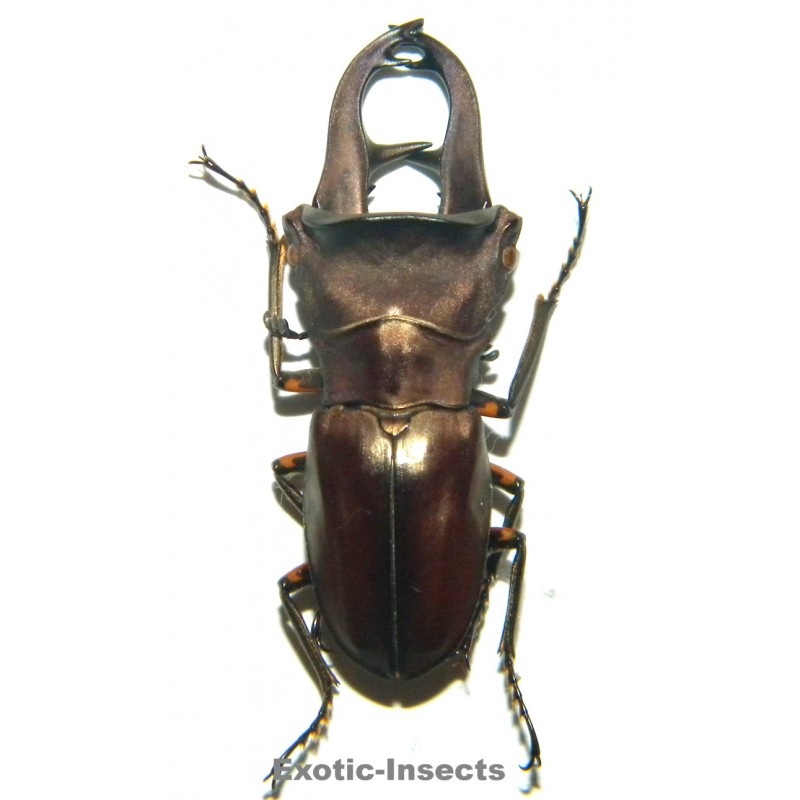 Cyclommatus kaupi (41mm)  SPECIMEN 02