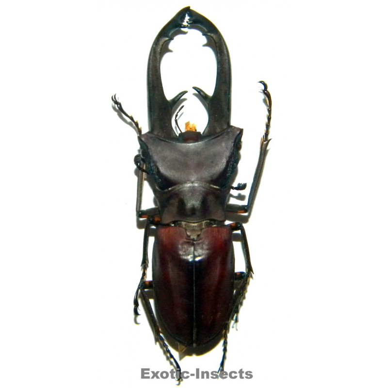 Cyclommatus eximius (41mm)  SPECIMEN 06