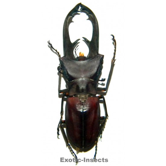 Cyclommatus eximius (41mm)  SPECIMEN 06