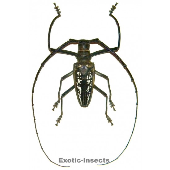 Batocera wallacei wallacei (60-64mm)