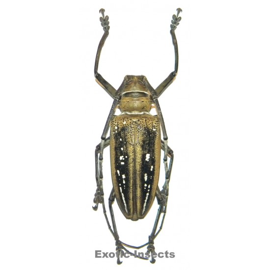 Batocera wallacei wallacei...