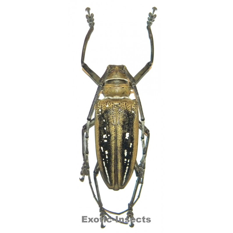 Batocera wallacei wallacei  (70-74mm)