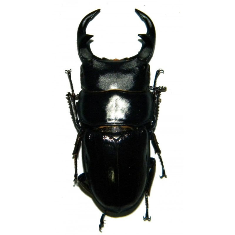 Dorcus parryi ritsemae (40-49mm)