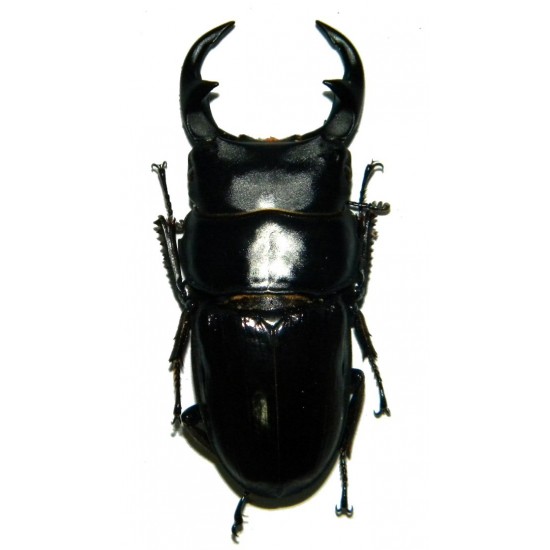 Dorcus parryi ritsemae (40-49mm)