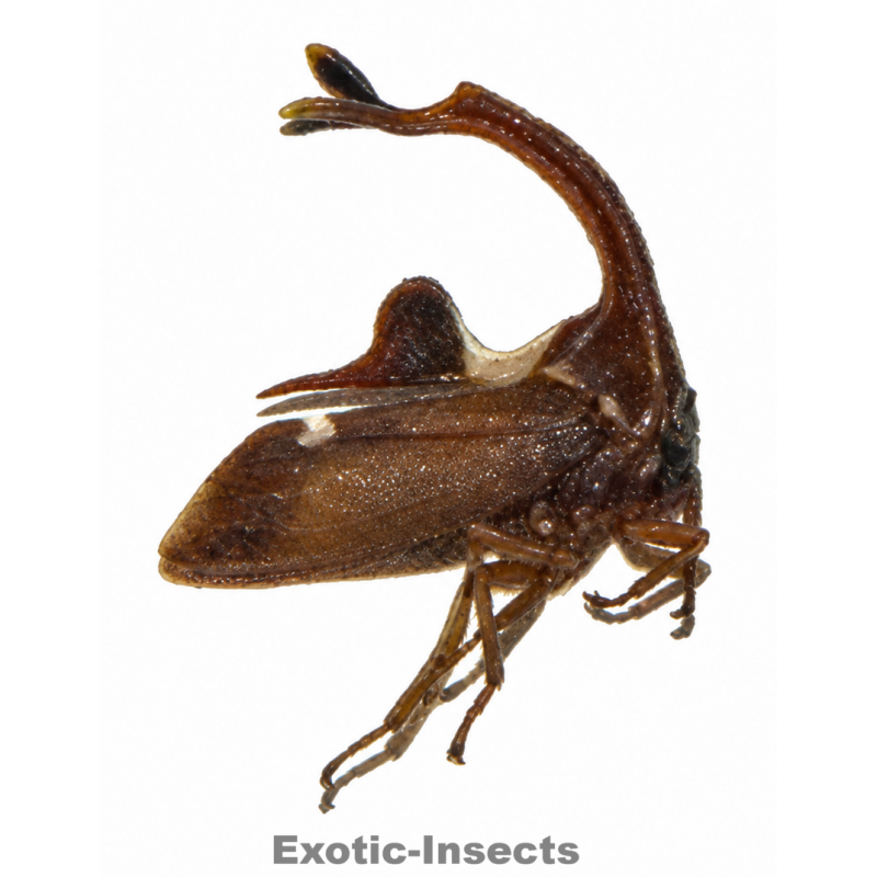 Pygauchenia sp.01