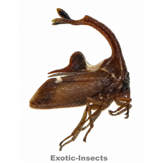 Pygauchenia sp.01