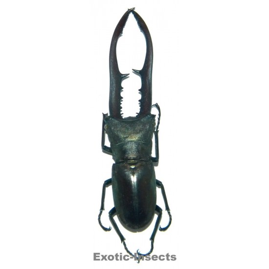 Cyclommatus metalifer finae BLACK/BLUE FORM (40-49mm)