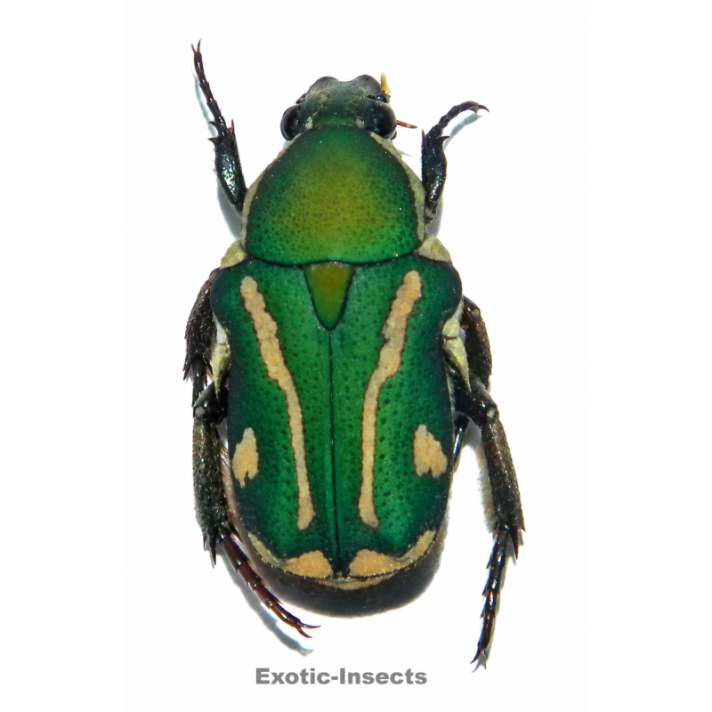 Glycyphana fulvipicta