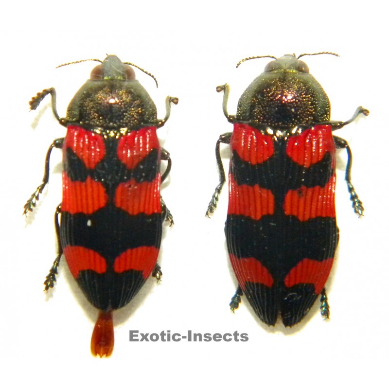 Castiarina alternozona Set of 2