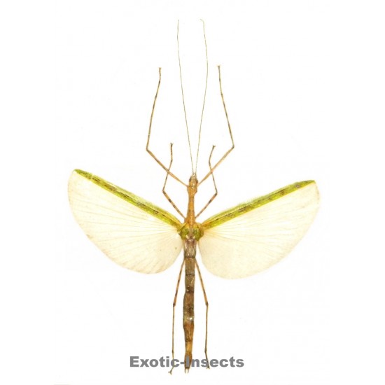 Necroscia punctata  GREEN FORM