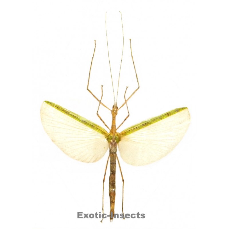 Necroscia punctata  GREEN FORM