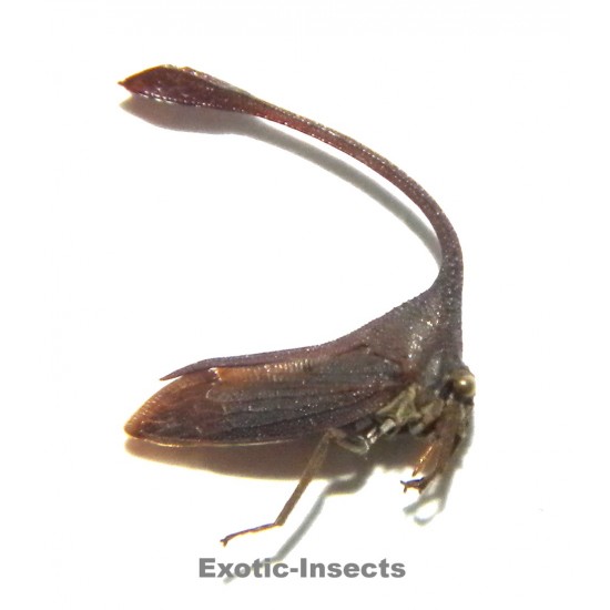 Membracidae sp.54
