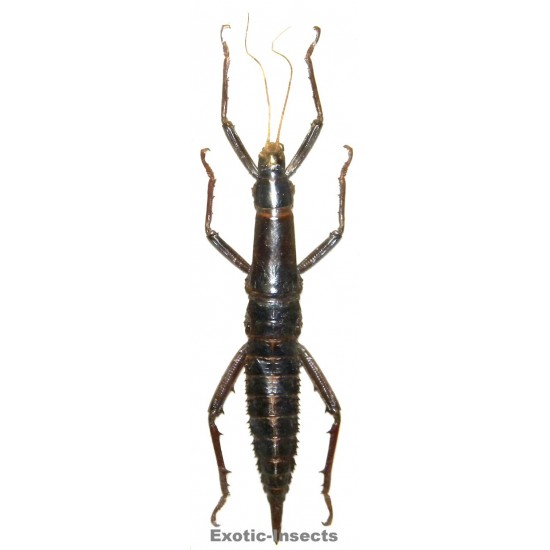 Eurycantha immunis