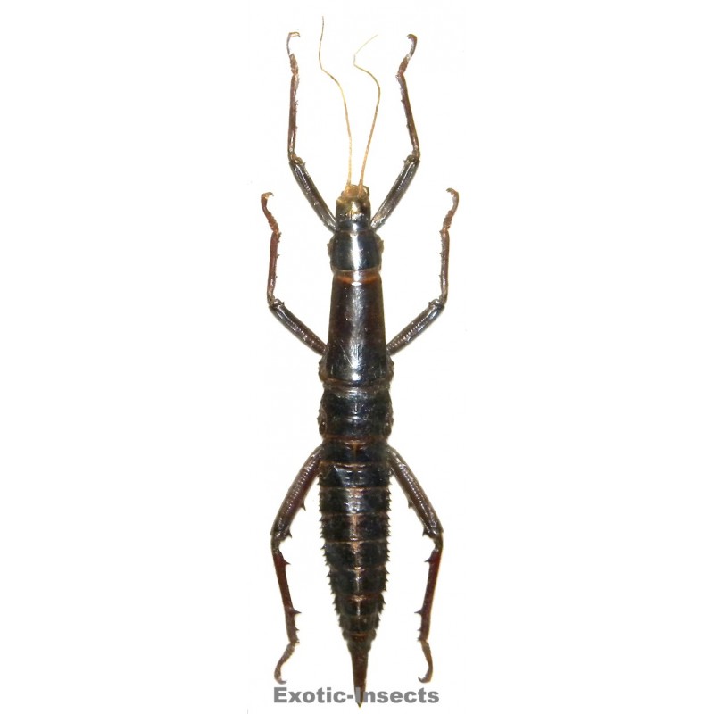 Eurycantha immunis