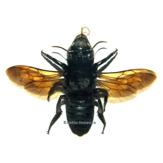 Megachile sp.01