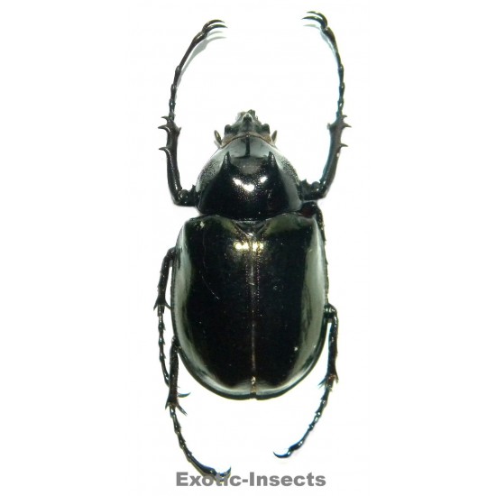 Chalcosoma chiron (60-69mm)