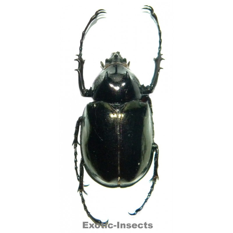 Chalcosoma chiron (60-69mm)