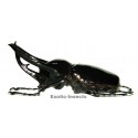 Chalcosoma chiron (80-84mm)