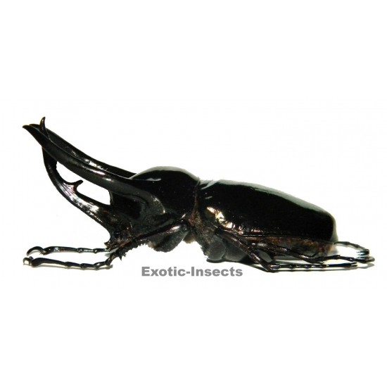 Chalcosoma chiron (80-84mm)