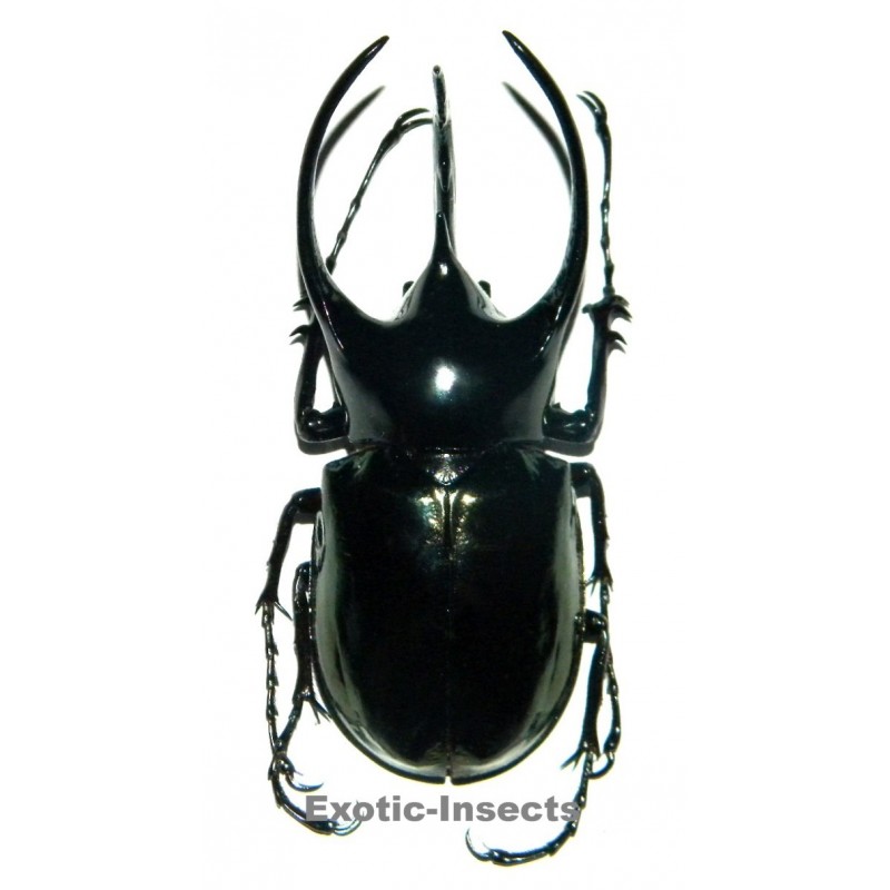 Chalcosoma chiron (80-84mm)