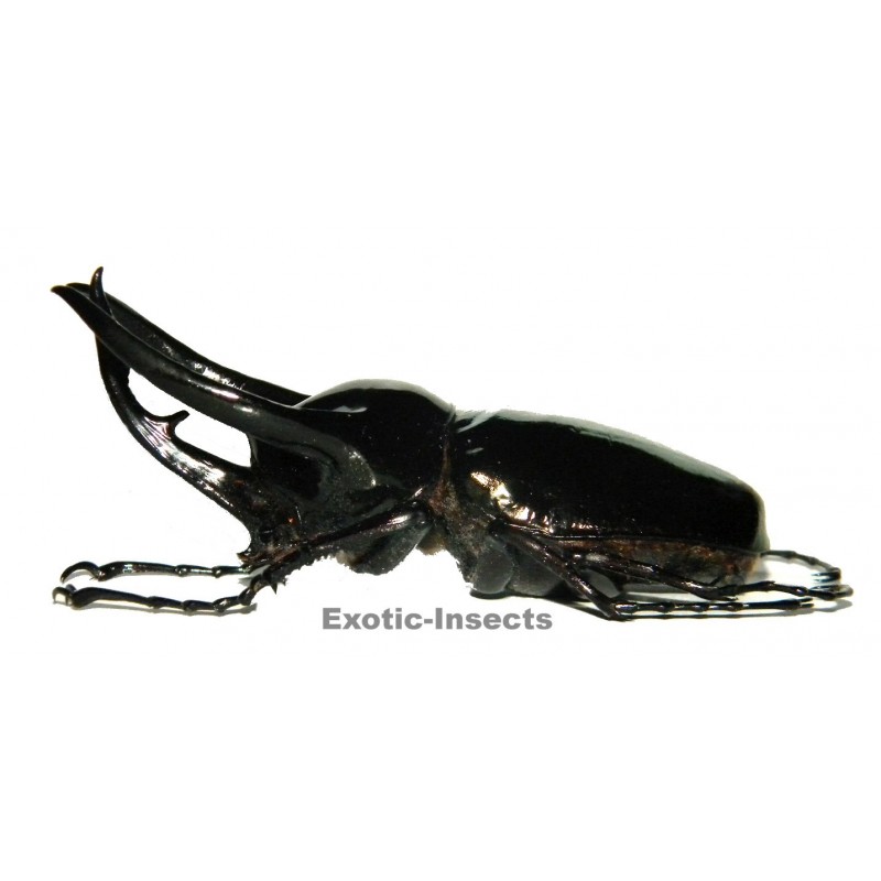 Chalcosoma chiron chiron (100-104mm)