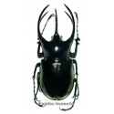 Chalcosoma chiron chiron (100-104mm)