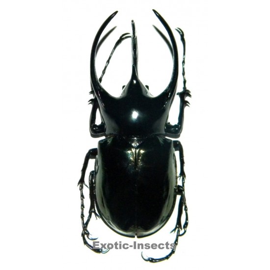 Chalcosoma chiron chiron (100-104mm)