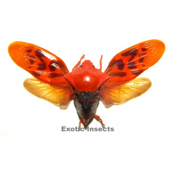 Oxymegaspis maculipennis