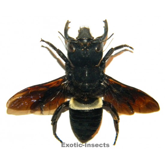 Megachile pluto (45mm)  SPECIMEN 1