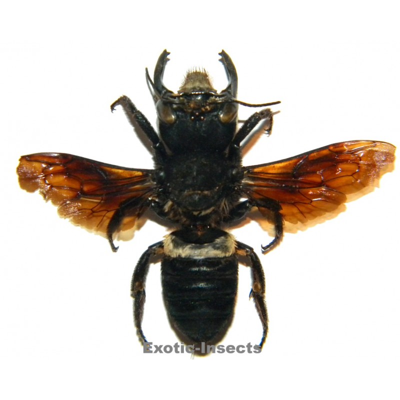 Megachile pluto (46mm)  SPECIMEN 2