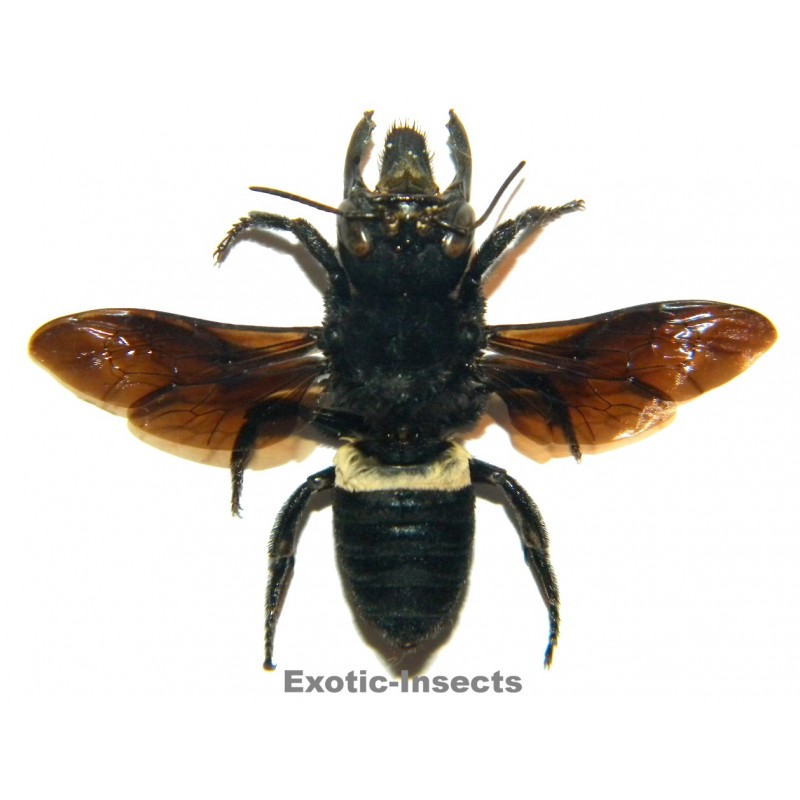 Megachile pluto (34mm)  SPECIMEN 3