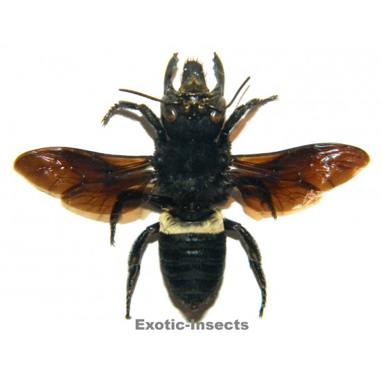 Megachile pluto (34mm)  SPECIMEN 3