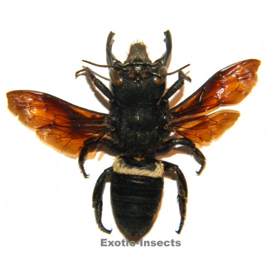 Megachile pluto (43mm)...