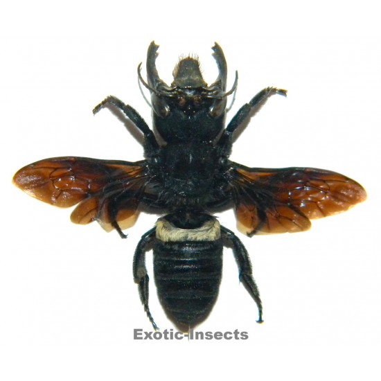 Megachile pluto (41mm)...