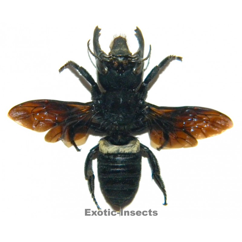 Megachile pluto (41mm)  SPECIMEN 5