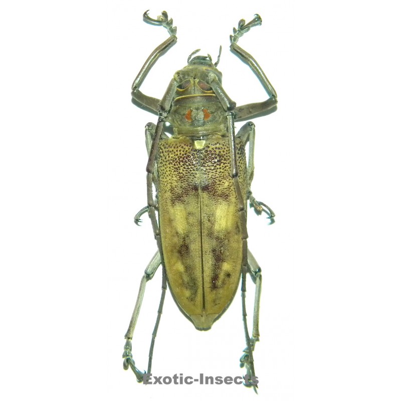 Batocera gigas (40-44mm)