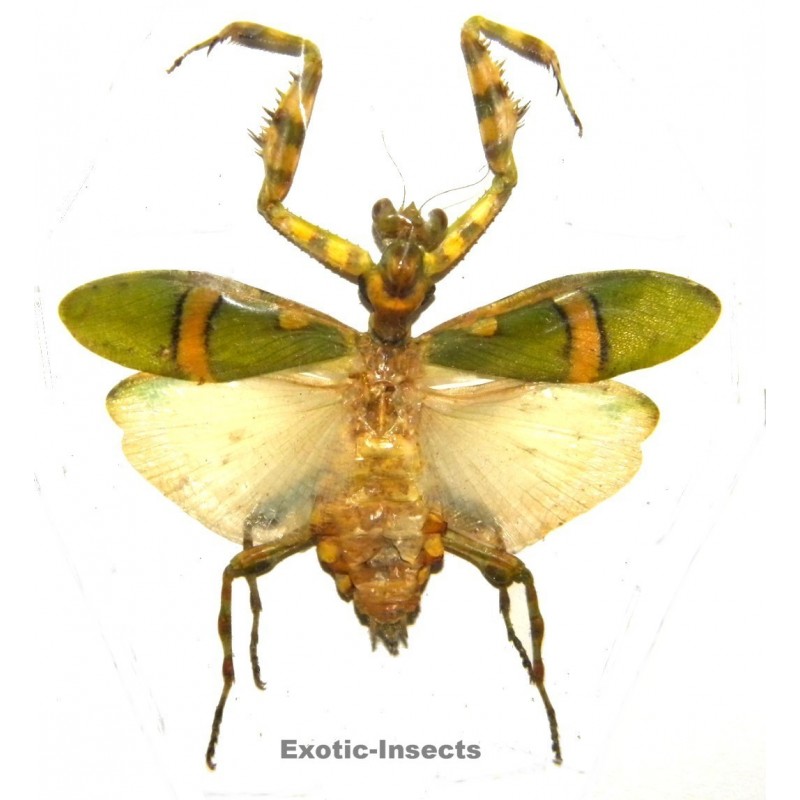 Theopropus sp.01