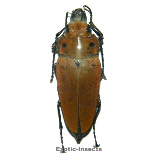 Trictenotoma sp.01  (35-39mm)