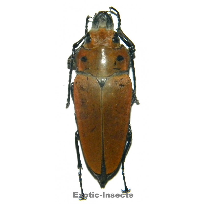 Trictenotoma sp.01  (50-54mm)